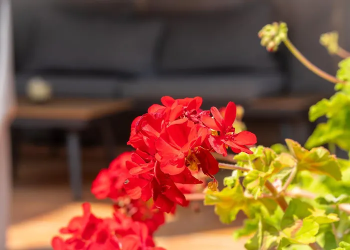 Charming Garden En Jardins De Sa Boadella * Lloret de Mar